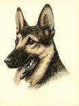 Danchin German Shepard-Danchin-Stretched Canvas