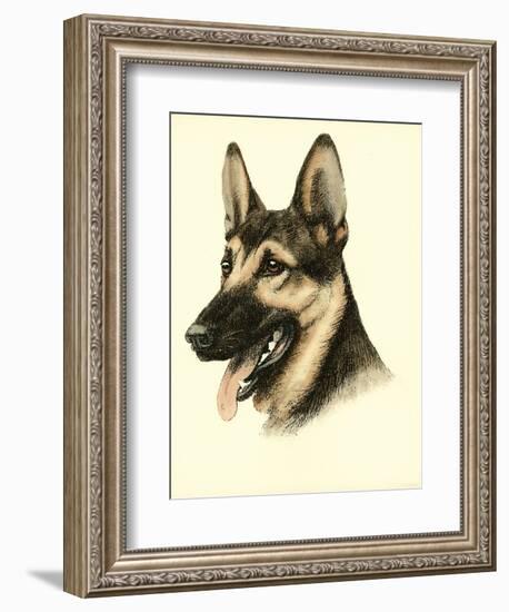 Danchin German Shepard-Danchin-Framed Art Print