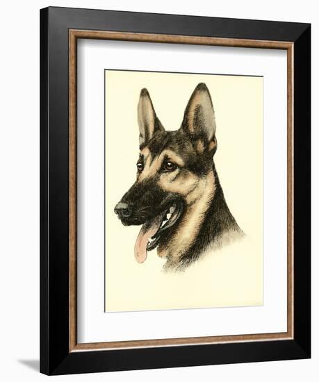 Danchin German Shepard-Danchin-Framed Premium Giclee Print