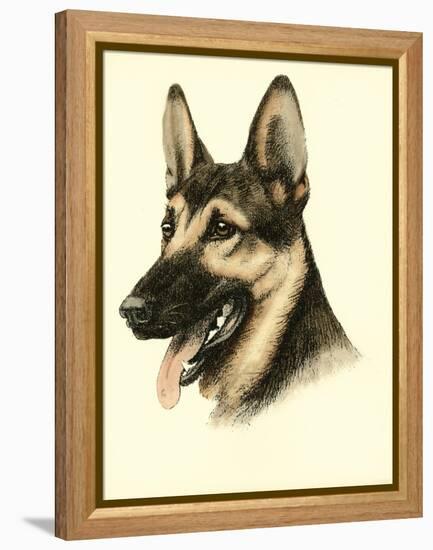 Danchin German Shepard-Danchin-Framed Stretched Canvas