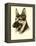 Danchin German Shepard-Danchin-Framed Stretched Canvas