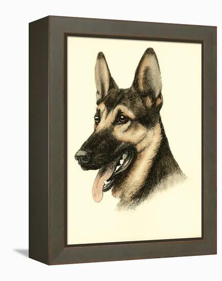 Danchin German Shepard-Danchin-Framed Stretched Canvas