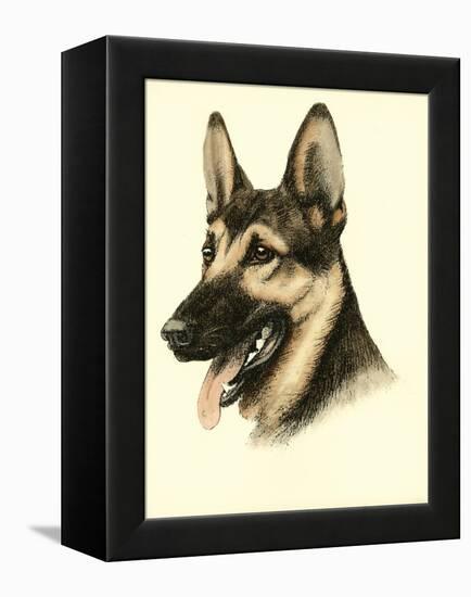 Danchin German Shepard-Danchin-Framed Stretched Canvas