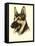 Danchin German Shepard-Danchin-Framed Stretched Canvas