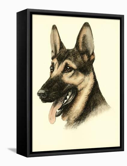 Danchin German Shepard-Danchin-Framed Stretched Canvas