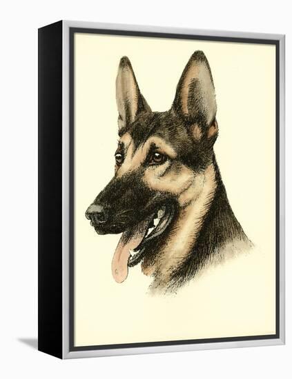 Danchin German Shepard-Danchin-Framed Stretched Canvas