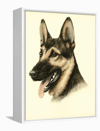 Danchin German Shepard-Danchin-Framed Stretched Canvas