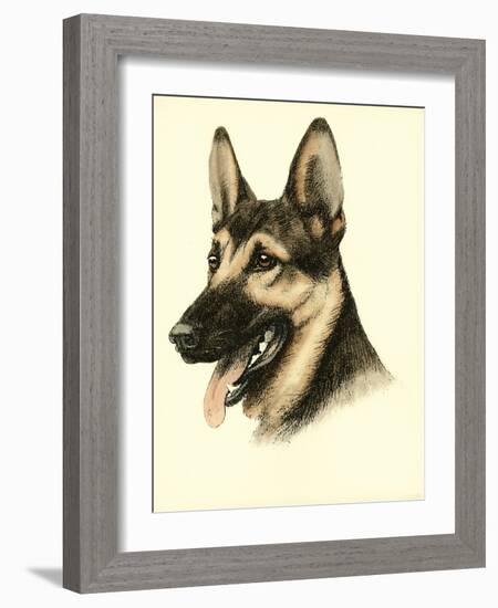 Danchin German Shepard-Danchin-Framed Art Print