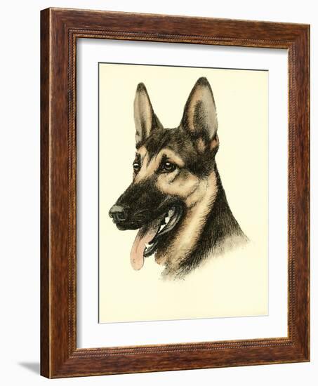 Danchin German Shepard-Danchin-Framed Art Print