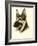 Danchin German Shepard-Danchin-Framed Art Print