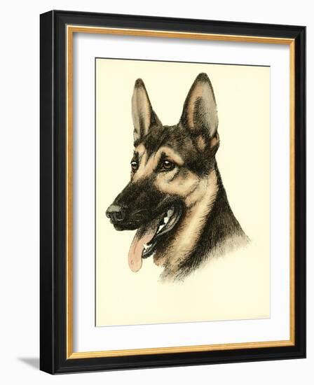 Danchin German Shepard-Danchin-Framed Art Print