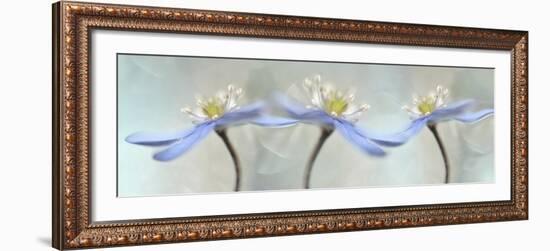 Dancing Anemones-Heidi Westum-Framed Giclee Print