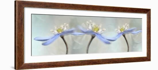 Dancing Anemones-Heidi Westum-Framed Giclee Print