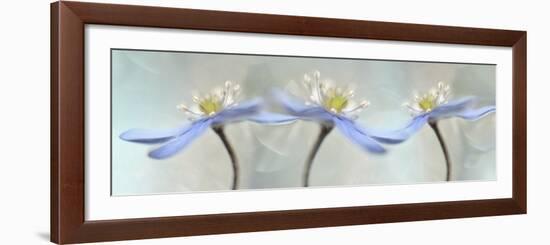 Dancing Anemones-Heidi Westum-Framed Giclee Print