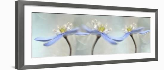 Dancing Anemones-Heidi Westum-Framed Giclee Print