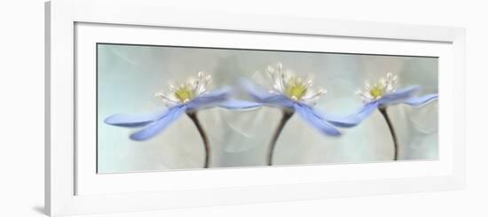 Dancing Anemones-Heidi Westum-Framed Giclee Print