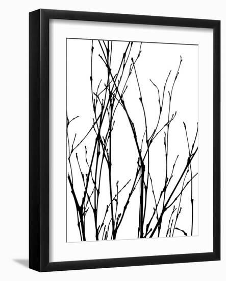 Dancing Branches III-Monika Burkhart-Framed Photographic Print