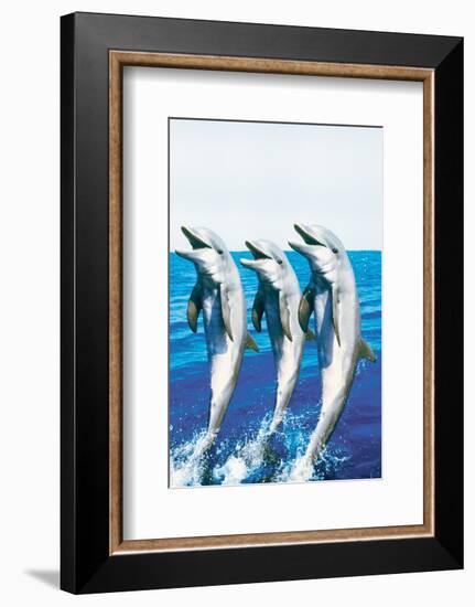 Dancing Dolphins-null-Framed Premium Giclee Print