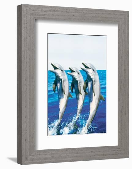 Dancing Dolphins-null-Framed Premium Giclee Print
