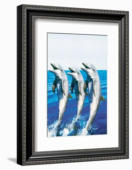 Dancing Dolphins-null-Framed Premium Giclee Print