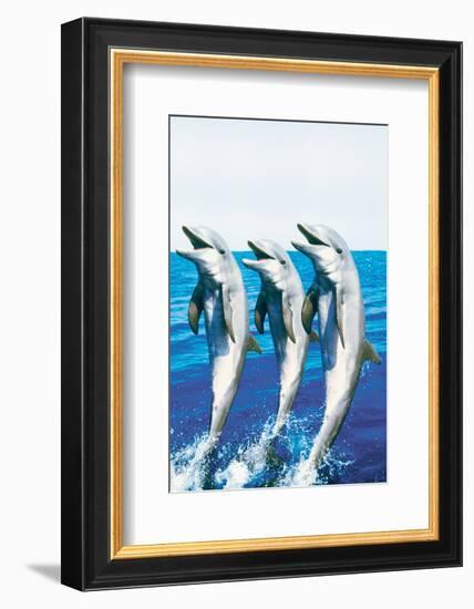 Dancing Dolphins-null-Framed Premium Giclee Print