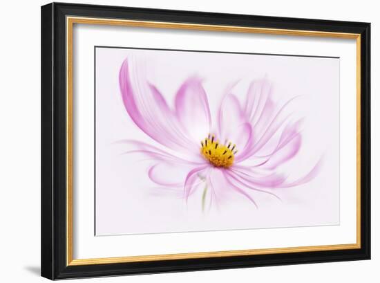 Dancing Flower Cosmos-Cora Niele-Framed Giclee Print