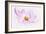 Dancing Flower Cosmos-Cora Niele-Framed Giclee Print