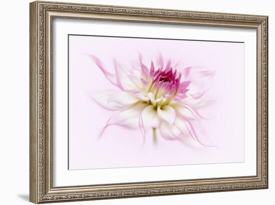 Dancing Flower Dahlia-Cora Niele-Framed Giclee Print