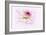 Dancing Flower Dahlia-Cora Niele-Framed Giclee Print