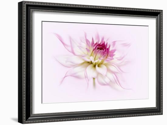 Dancing Flower Dahlia-Cora Niele-Framed Giclee Print
