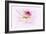 Dancing Flower Dahlia-Cora Niele-Framed Giclee Print