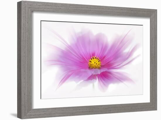 Dancing Flower Deep Pink Cosmos-Cora Niele-Framed Giclee Print