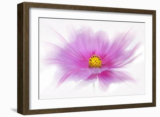 Dancing Flower Deep Pink Cosmos-Cora Niele-Framed Giclee Print