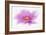 Dancing Flower Deep Pink Cosmos-Cora Niele-Framed Giclee Print