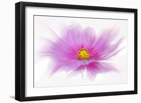 Dancing Flower Deep Pink Cosmos-Cora Niele-Framed Giclee Print