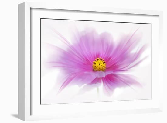 Dancing Flower Deep Pink Cosmos-Cora Niele-Framed Giclee Print