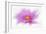 Dancing Flower Deep Pink Cosmos-Cora Niele-Framed Giclee Print