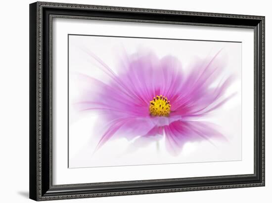 Dancing Flower Deep Pink Cosmos-Cora Niele-Framed Giclee Print