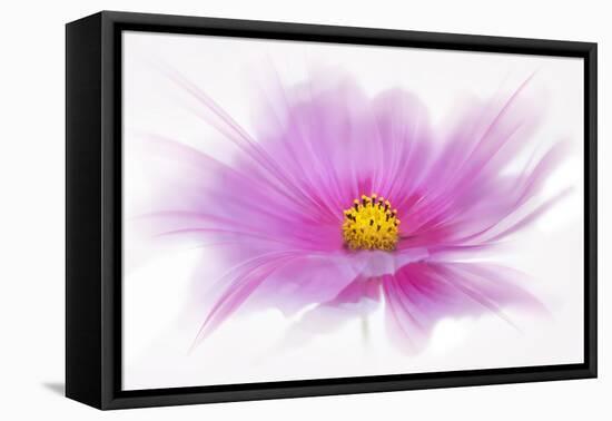 Dancing Flower Deep Pink Cosmos-Cora Niele-Framed Premier Image Canvas