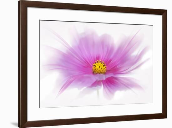 Dancing Flower Deep Pink Cosmos-Cora Niele-Framed Giclee Print