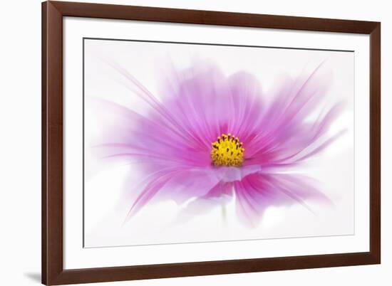 Dancing Flower Deep Pink Cosmos-Cora Niele-Framed Giclee Print