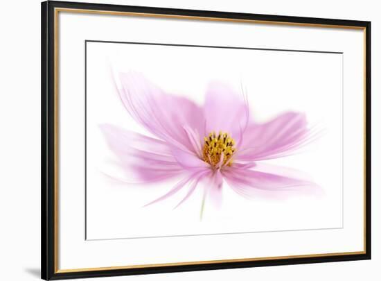 Dancing Flower Pink Cosmos-Cora Niele-Framed Giclee Print