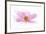 Dancing Flower Pink Cosmos-Cora Niele-Framed Giclee Print