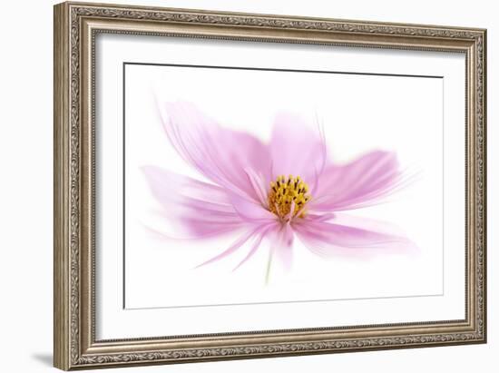 Dancing Flower Pink Cosmos-Cora Niele-Framed Giclee Print