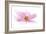 Dancing Flower Pink Cosmos-Cora Niele-Framed Giclee Print