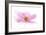 Dancing Flower Pink Cosmos-Cora Niele-Framed Giclee Print