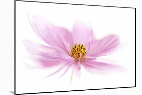 Dancing Flower Pink Cosmos-Cora Niele-Mounted Giclee Print