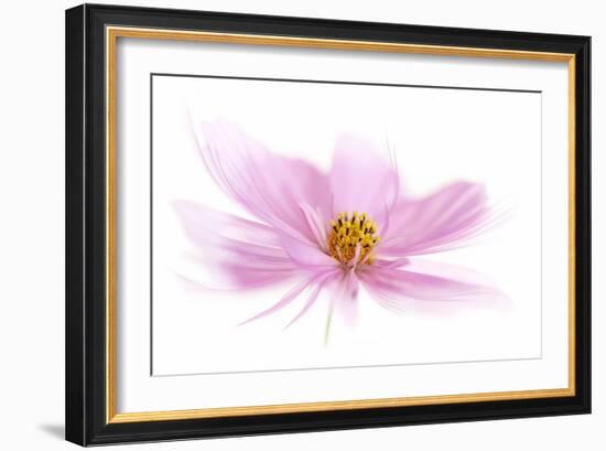 Dancing Flower Pink Cosmos-Cora Niele-Framed Giclee Print