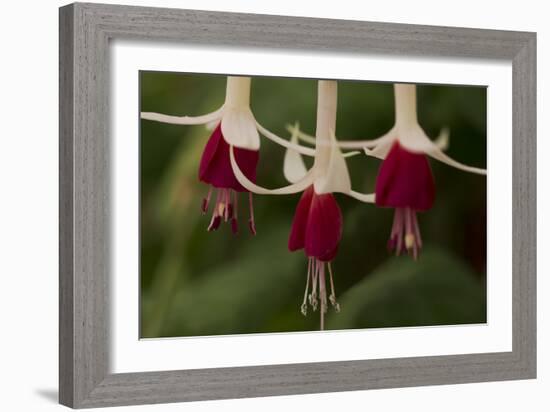 Dancing Fuchsias II-Rita Crane-Framed Photographic Print