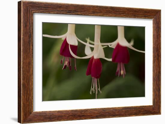 Dancing Fuchsias II-Rita Crane-Framed Photographic Print